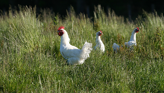 Poule élevé en pleine air